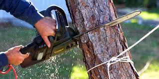 Reliable Hudson Falls, NY Tree Removal and Landscaping Services Solutions